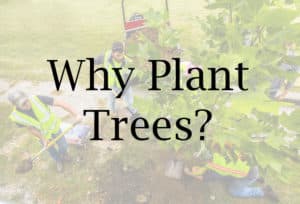 Why Plant Trees