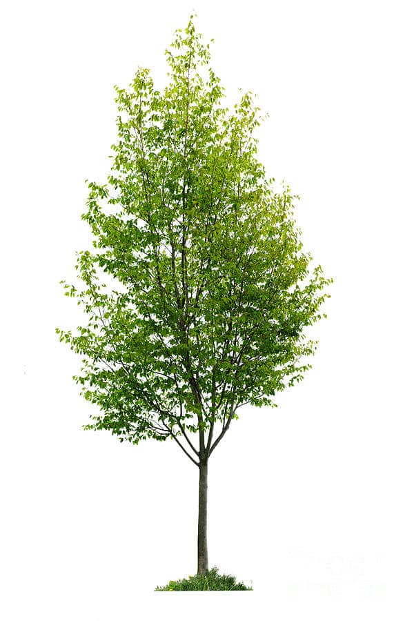 Tree growing in grass with white background